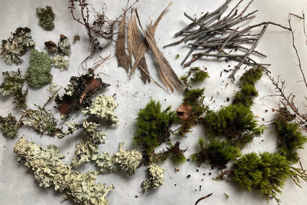 lichen moss and twigs on parchment paper