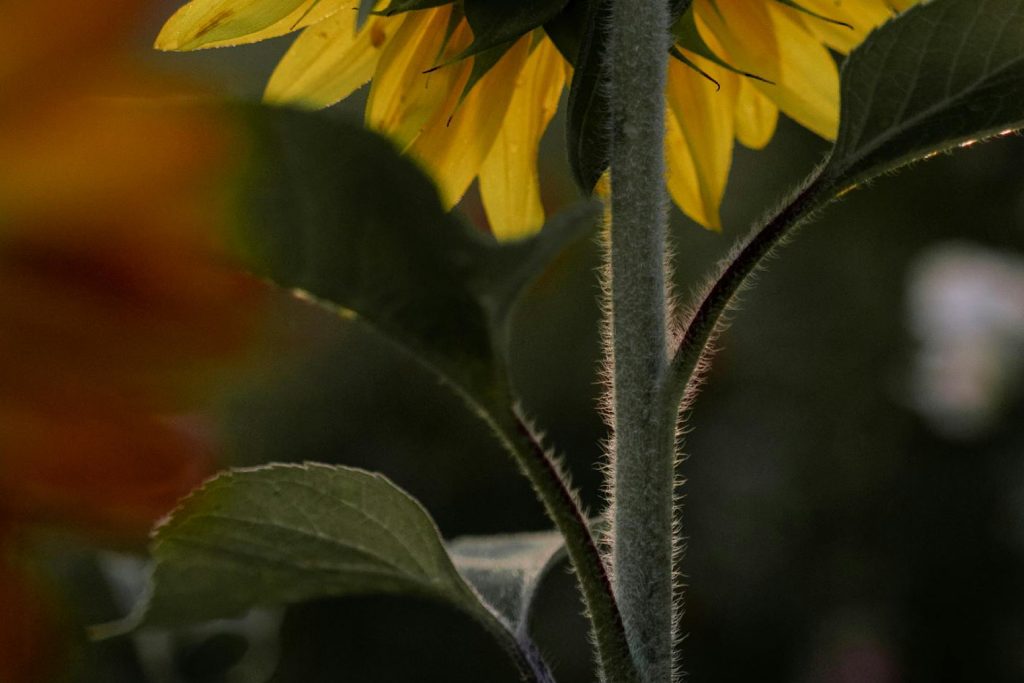sunflower stalk