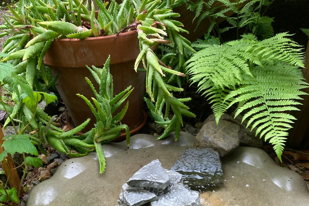 simple diy patio fountain surrounded by greenery