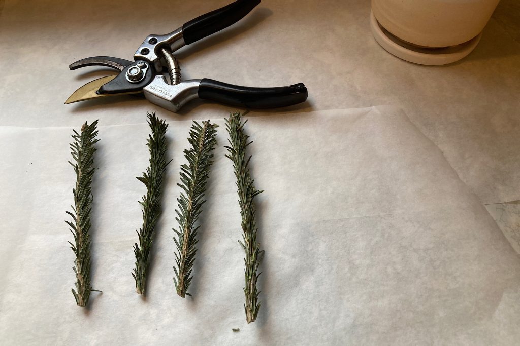 clipped evergreen branches with shears