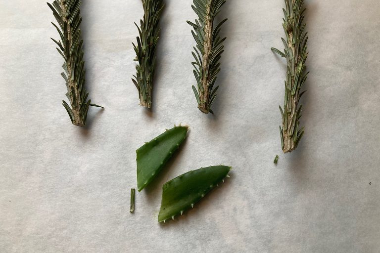 Christmas tree and aloe clippings