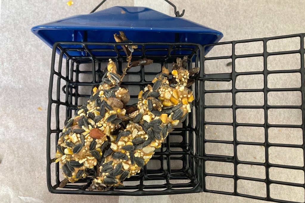 healthy winter bird treats in suet feeder