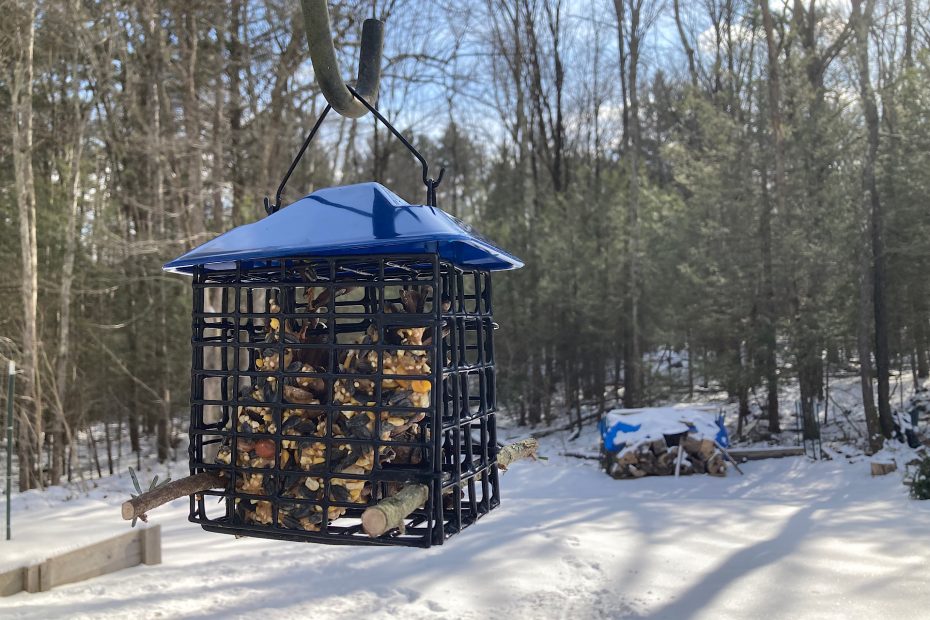 pine cone bird feeder in suet cage