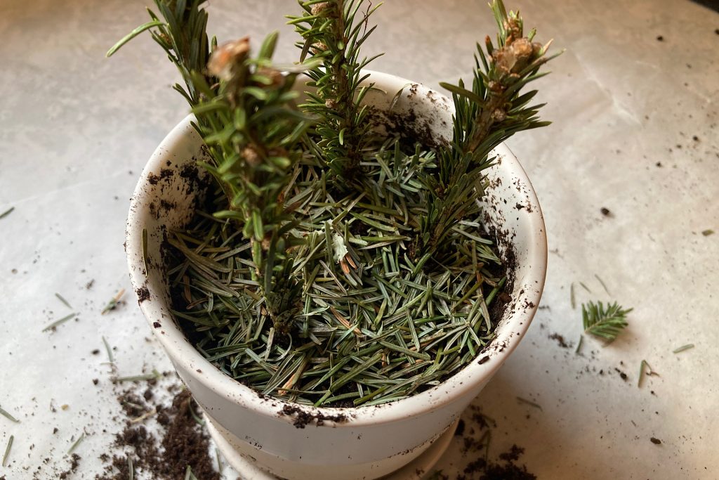 pine needles for rooting Christmas tree cuttings