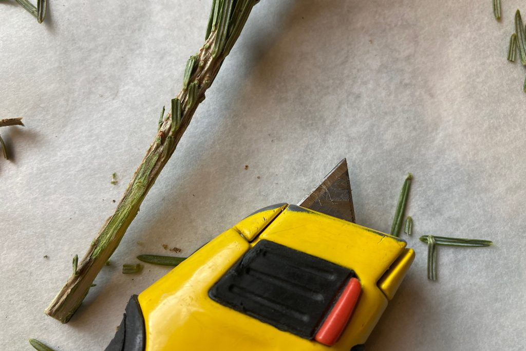 removing bark for rooting Christmas tree cuttings