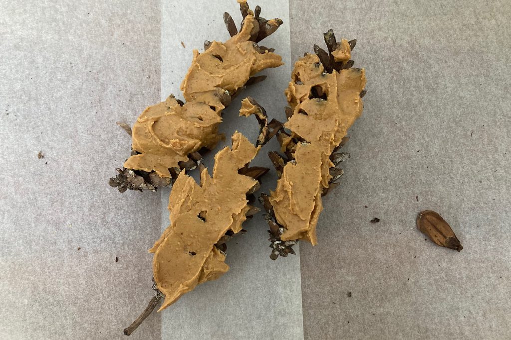 peanut butter spread on pinecones for birds