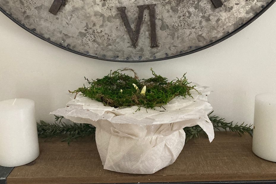 DIY paperwhite planter