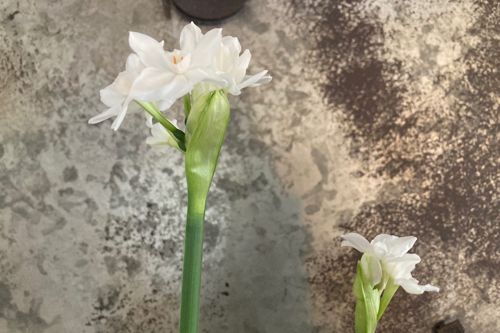 closeup of bloomed paperwhites