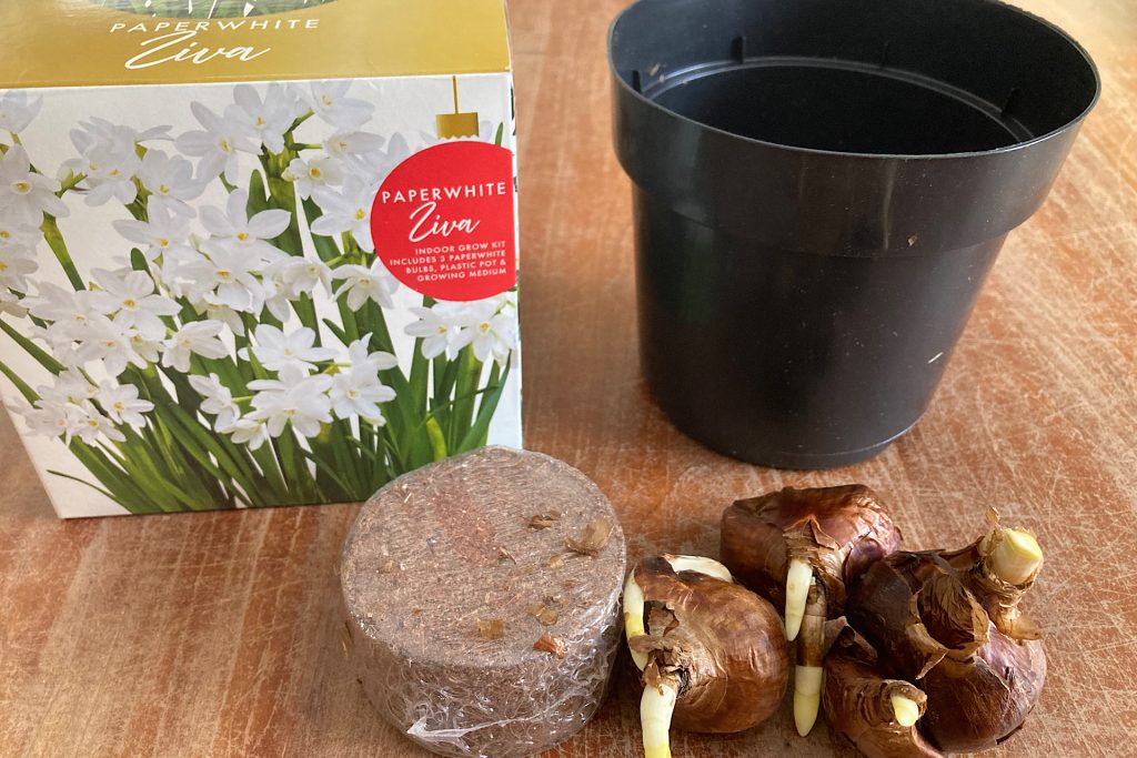 paperwhite bulbs, box, planter and coir disc