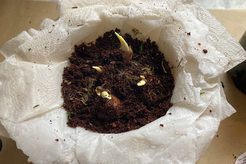 filling diy wax pot with soil and bulbs