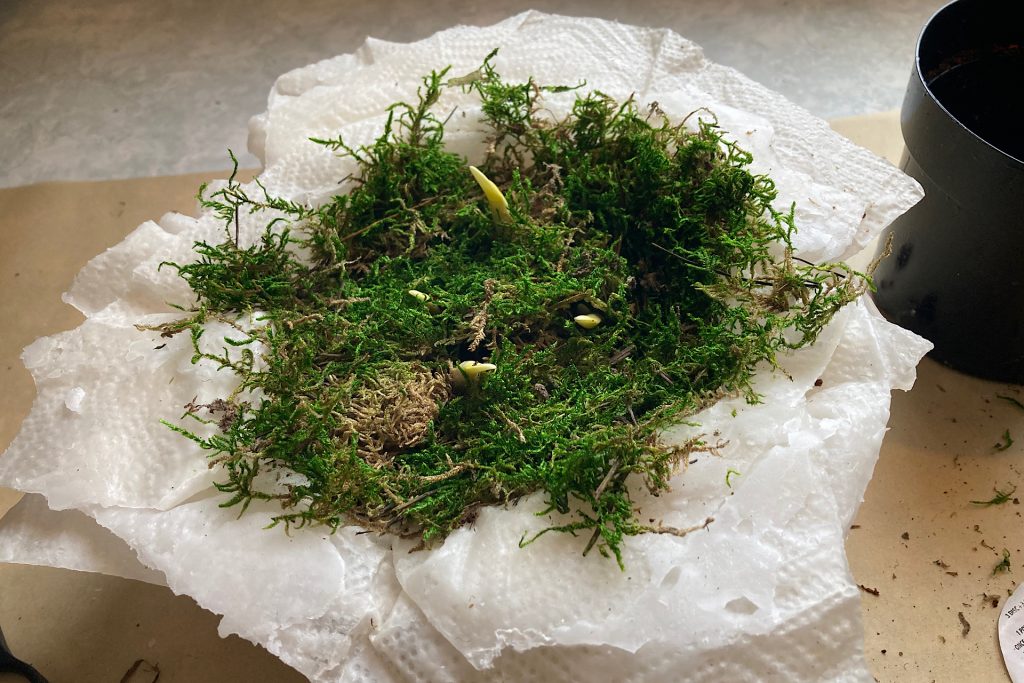 DIY wax pot filled with soil, bulbs and moss