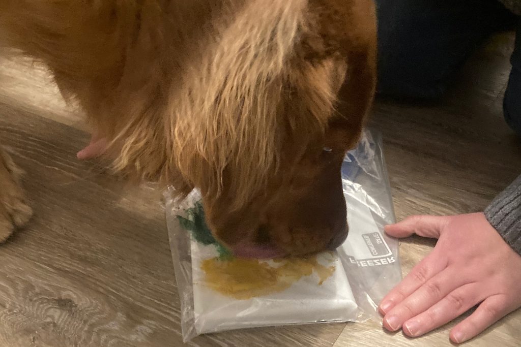 golden retriever licking peanut butter off plastic bag