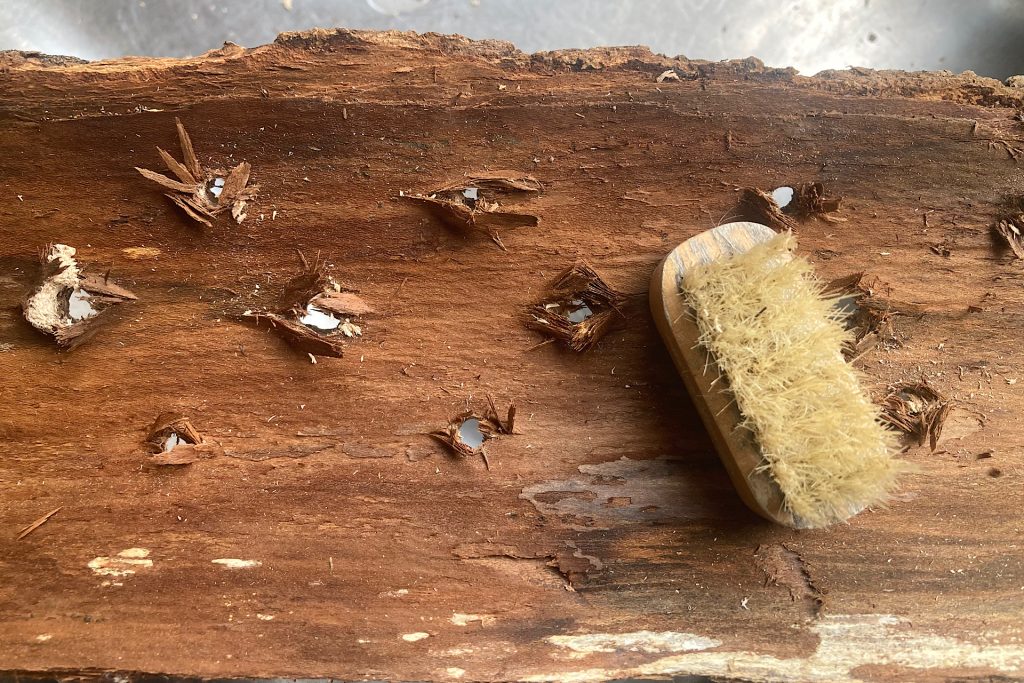 brushing underside of drilled tree bark