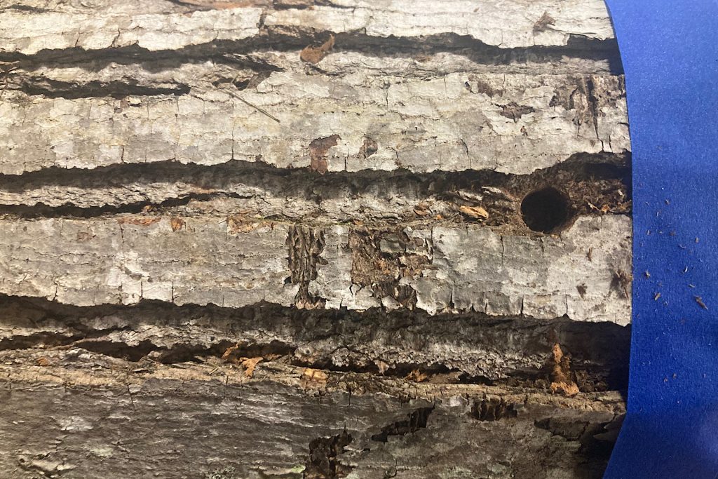 drilled hole through bark on log