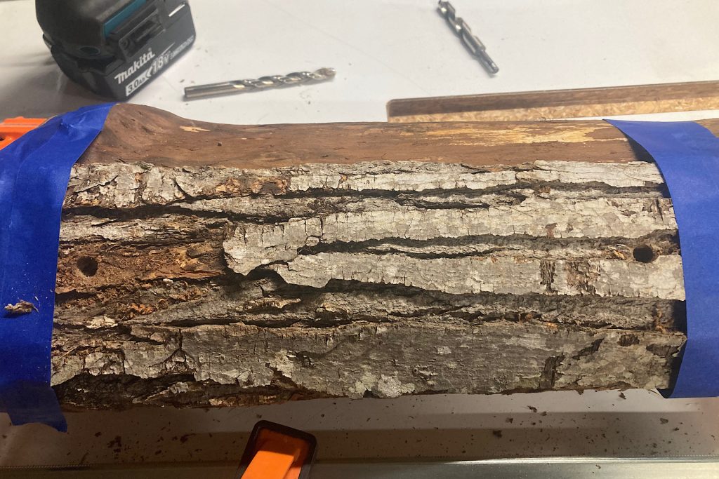 two holes drilled though bark on log