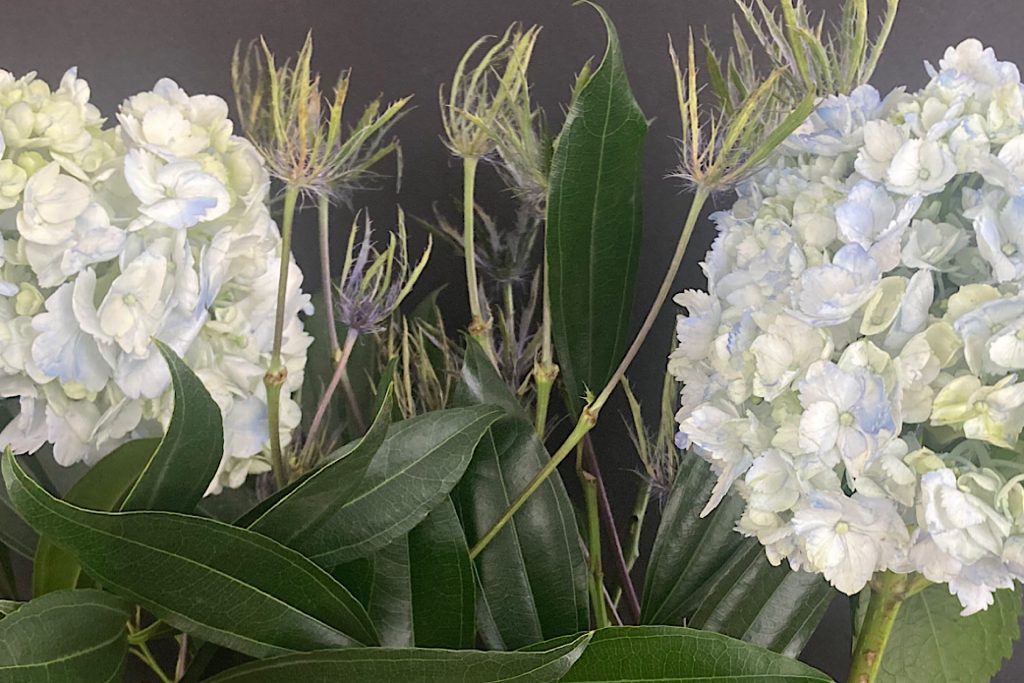 closeup of hydrangea blooms and greenery